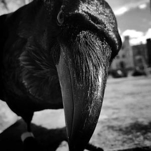 Meet your Posher, Kat